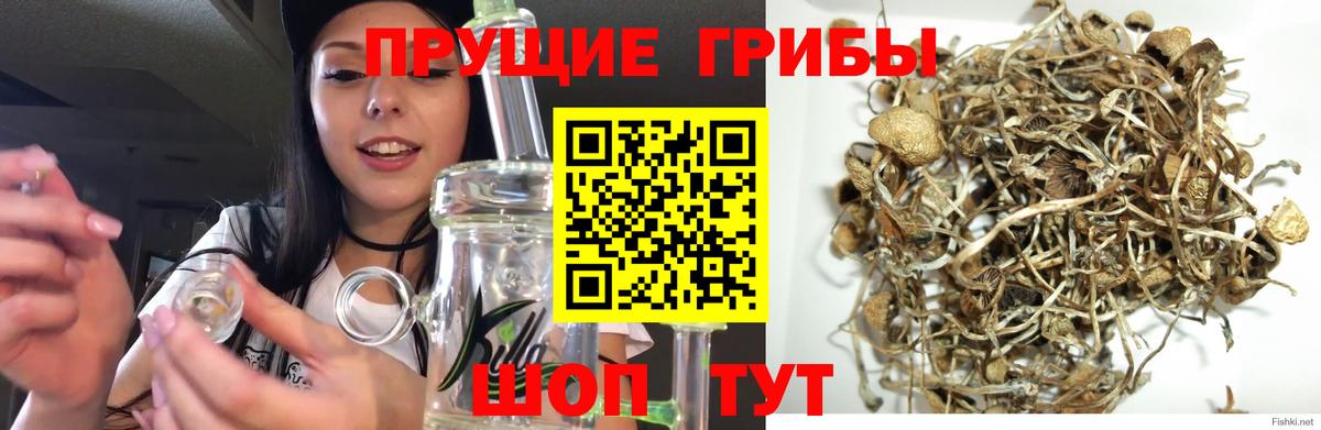 Псилоцибиновые грибы прущие грибы  Псилоцибиновые грибы Magic Shrooms  Дальнегорск  Вход с VPN 